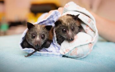 HELP FOR BUSHFIRE-AFFECTED WILDLIFE CARE GROUPS MARCH 2020