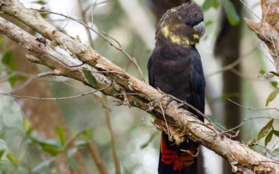 GRASS TREE COURT DEVELOPMENT / GLOSSY BLACK COCKATOO HABITAT UPDATE JUNE 2023